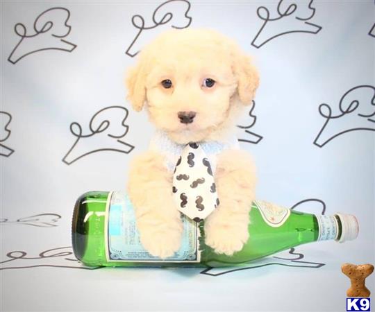 lvpuppyheaven Picture 2